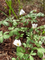 Anemonoides blanda
