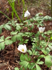 Anemonoides blanda