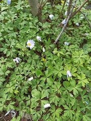 Anemonoides blanda