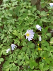 Anemonoides blanda