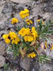Erysimum