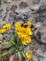 Erysimum
