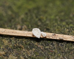 Panellus minimus