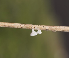 Panellus minimus