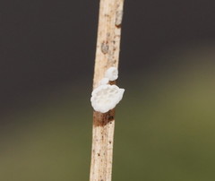Panellus minimus