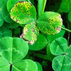 Pseudopeziza trifolii