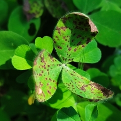 Pseudopeziza trifolii