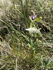 Narcissus dubius
