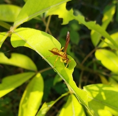 Polistes olivaceus