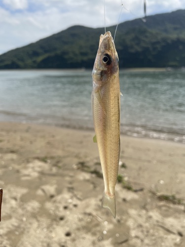 Japanese sillago (Sillago japonica) — Sillaginidae