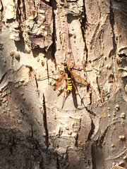 Ctenophora flaveolata