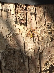 Ctenophora flaveolata