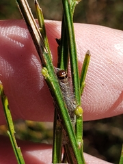 Agonopterix assimilella