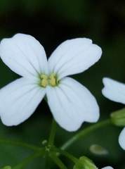 Cardamine angulata