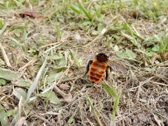 Bombus bicoloratus