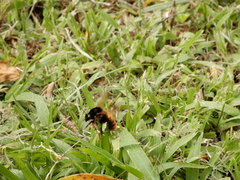 Bombus bicoloratus