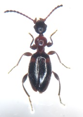 Anthelephila pedestris