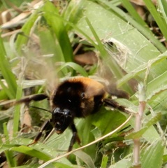 Bombus bicoloratus