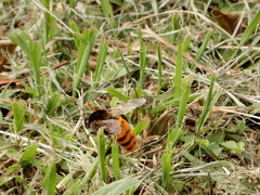 Bombus bicoloratus