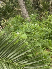 Argyranthemum callichrysum subsp. gomerensis image