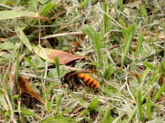 Bombus bicoloratus