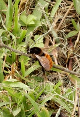 Bombus bicoloratus