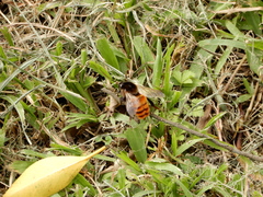 Bombus bicoloratus