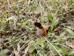 Bombus bicoloratus