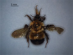 Bombus vagans vagans