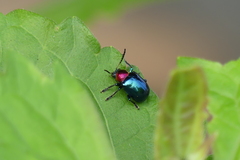 Parheminodes pulcher