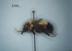 Bombus vagans vagans