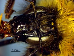Bombus vagans vagans