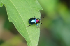 Parheminodes pulcher