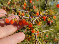 Lycium exsertum
