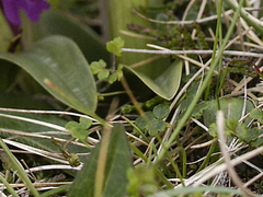 Thalictrum alpinum