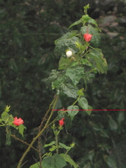 Malvaviscus arboreus drummondii