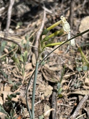 Narcissus dubius