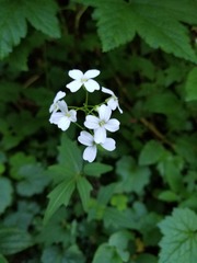 Cardamine angulata