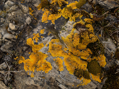 Xanthoria aureola