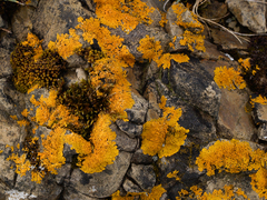 Xanthoria aureola