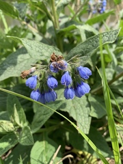 Symphytum caucasicum