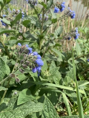 Symphytum caucasicum