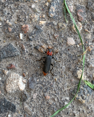 Cantharis fusca