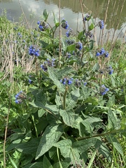 Symphytum caucasicum