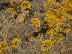 Xanthoria aureola