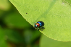 Parheminodes pulcher