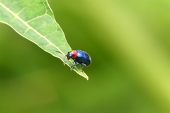 Parheminodes pulcher