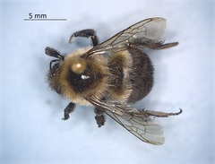 Bombus impatiens
