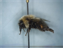 Bombus impatiens