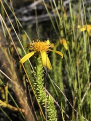 Senecio pinifolius